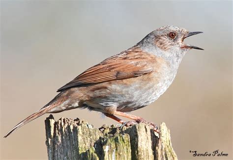 Dunnock - bird photos by Sandra Palme