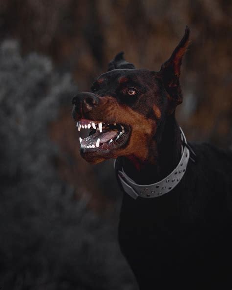 dobermans | Scary dogs, Doberman dogs, Angry dog