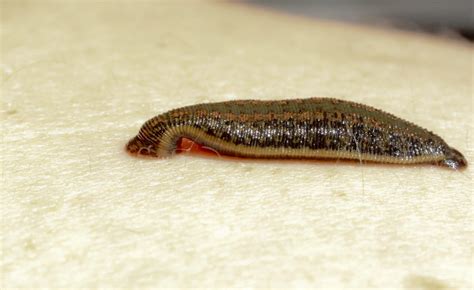 Leech Facts | CRITTERFACTS