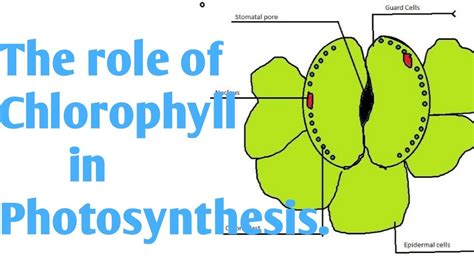 What is the role of Chlorophyll in photosynthesis class 7 in hindi ...