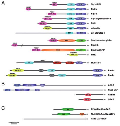 Structure of proteins that function as Rab effectors or regulators. ( A ...