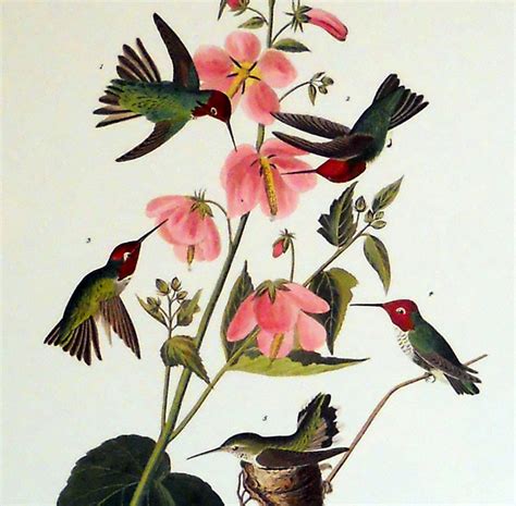 Columbian Hummingbird Print by John J Audubon - Audubon Prints