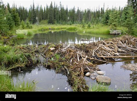 Beaver Dam Construction Near Hinton Alberta Canada Canadian Rockies ...