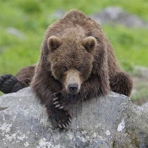 Kamchatka brown bear | DinoAnimals.com