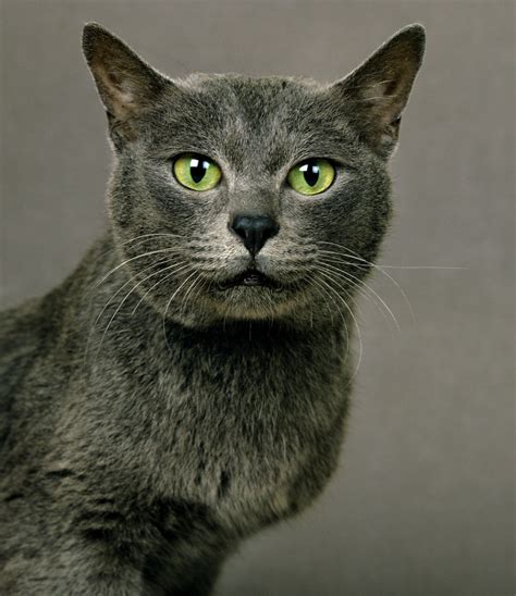 Gray Kitten With Green Eyes