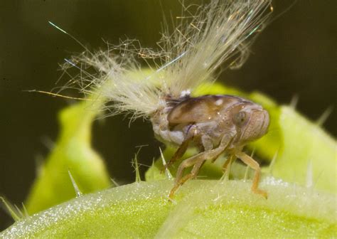 Passion Leaf Vine Hopper nymph | Scolypopa australis, nymph,… | Flickr