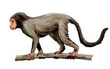 Aegyptopithecus - Wikipedia