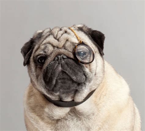 20 Photos of Dogs Wearing Glasses | Pugs, Pug love, Pets