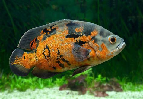 15 Popular Types of Oscar Fish