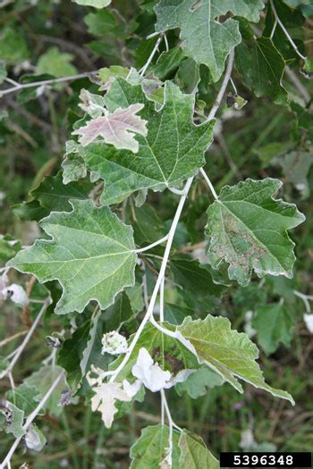 Maine Natural Areas Program, Invasive Plants, White Poplar