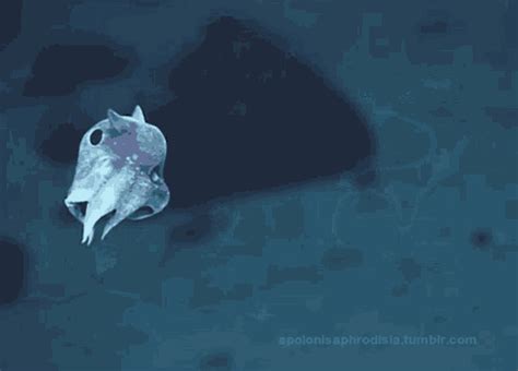 Adorabilis Dumbo Octopus GIF - Adorabilis Dumbo Octopus Octopus ...