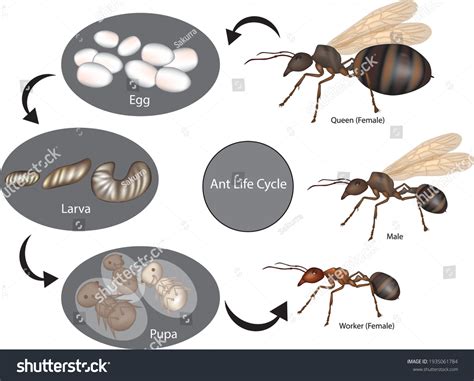 Ant Larvae: Over 1,217 Royalty-Free Licensable Stock Illustrations & Drawings | Shutterstock