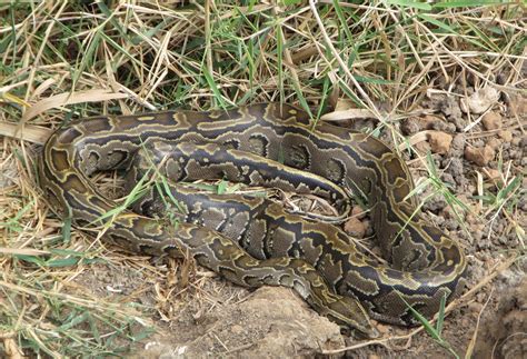 African Rock Python – Florida Snake ID Guide