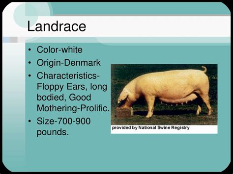 PPT - Swine Breeds PowerPoint Presentation - ID:233390