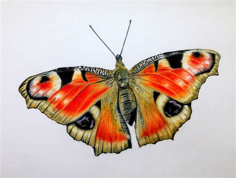 Pencil Drawing Of Butterfly at GetDrawings | Free download