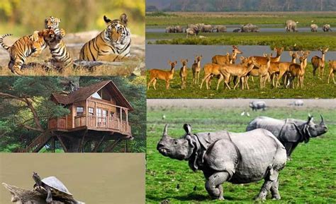 Kaziranga National Park Animals Images - megahaircomestilo