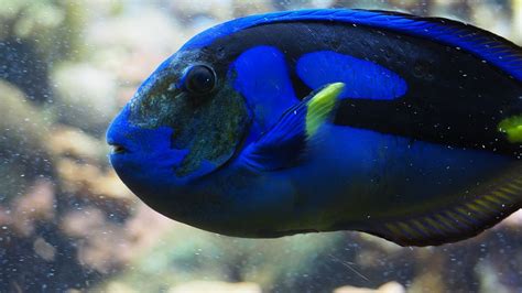 Free photo: Blue Tang, Fish, Blue, Reef, Water - Free Image on Pixabay ...