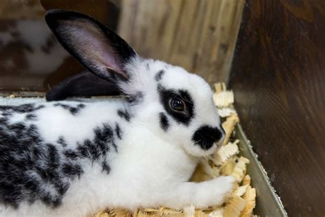 The 22 Best Pet Rabbit Breeds (With Pictures) – bunnyowner.com