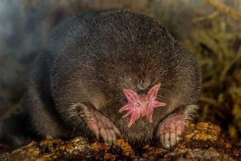 14 Fascinating Star-Nosed Mole Facts - Fact Animal