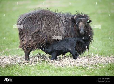 Ushant lamb hi-res stock photography and images - Alamy