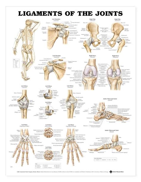 Image result for human body bone parts | Joints anatomy, Physical therapy, Anatomy and physiology