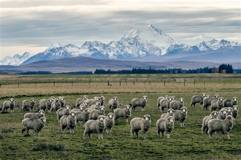 New Zealand Sheep Farm - Vol-2 on Behance