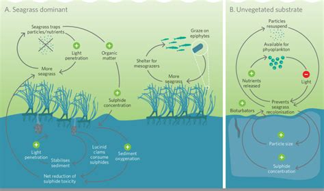 1: Feedback loops in seagrass ecosystems that control the stability of... | Download Scientific ...