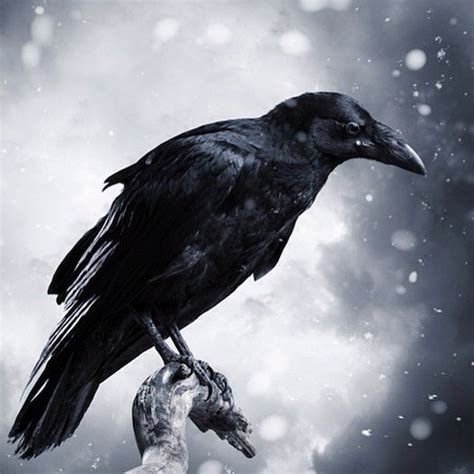 Raven in Snow | Corbeau, The crow, Oiseaux