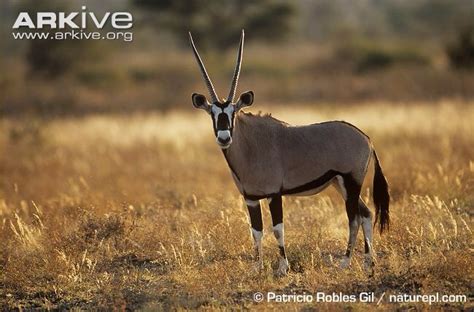 Gemsbok | The Parody Wiki | FANDOM powered by Wikia