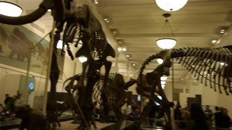 Mammoth fossils American Museum of Natural History 1 - YouTube