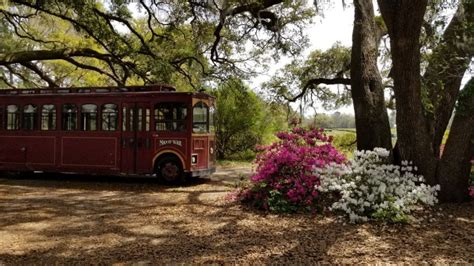 Charleston Tea Plantation (2024) | Admission, Hours and Photos