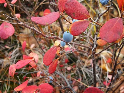 Blueberry Leaves Turning Red » Top Tips on Why