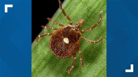 Lone star tick red meat allergy: What to know about AGS | 13newsnow.com