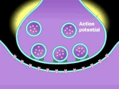 Nerve Synapse Animation