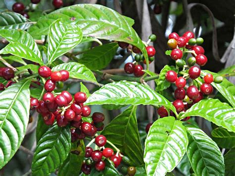 Coffee Plant: Care & Growing Guide