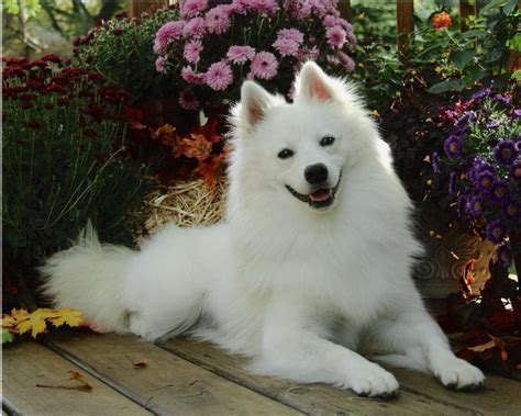 American Eskimo Dog resting in the garden photo and wallpaper ...