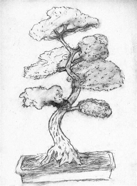 13+ Bonsai Tree Drawing Easy Pictures – Floating Bonsai Tree Amazon