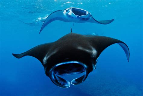 Three Beautiful Manta Rays : r/stingrays