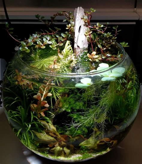 How to Create a Jarrarium - Self-Sustaining Ecosystem