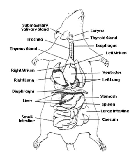 Human Digestive System, Human Body Systems, Circulatory System, Anatomy ...