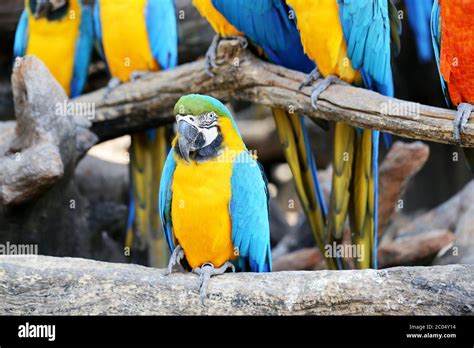 Big beautiful macaws Stock Photo - Alamy