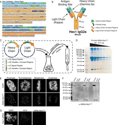 Generation and diversification of recombinant monoclonal antibodies | eLife