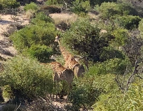 Buffelsfontein Game & Nature Reserve - Day Tours (Darling) - ATUALIZADO ...