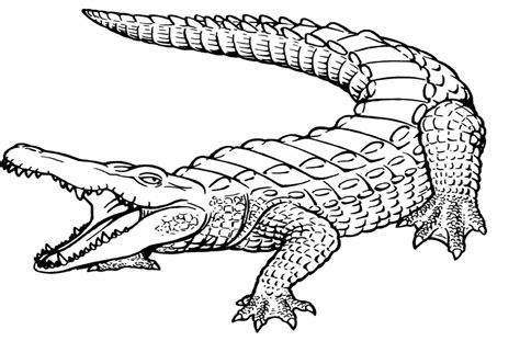 Crocodiles Great Wide Open Mouth Coloring Page For Kids #bxv - Coloring Home