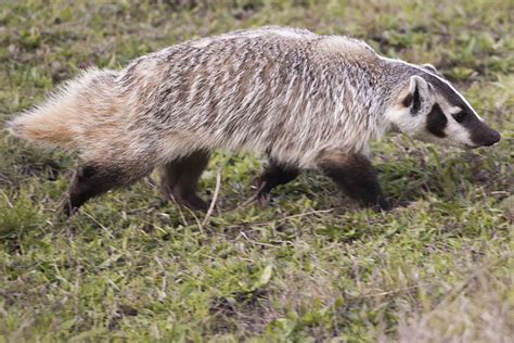 The european badger has an extensive vocal repertoire. When threatened they emit deep growls ...