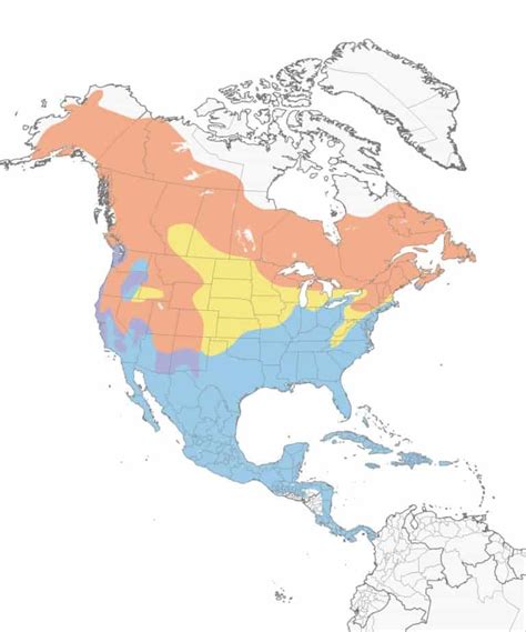 Yellow-Rumped Warbler