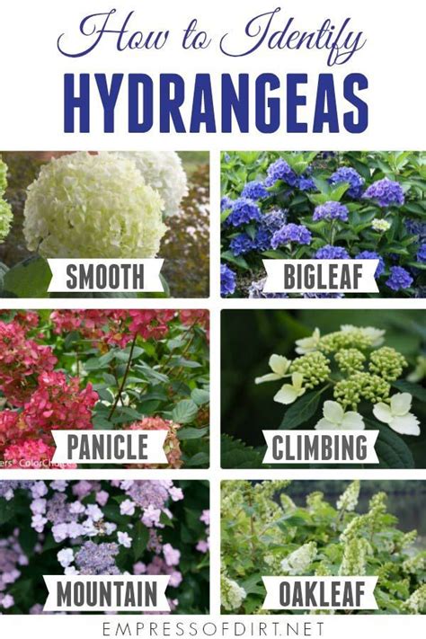 Hydrangea Growing Tips: Identify, Pruning, and Flowers | Empress of Dirt | Growing hydrangeas ...