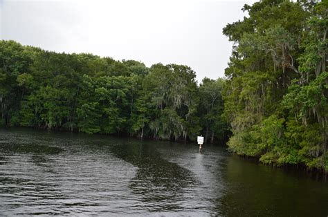 Manatee Springs State Park: Manatee Springs and Manatee Springs Run Boardwalk to Suwannee River ...