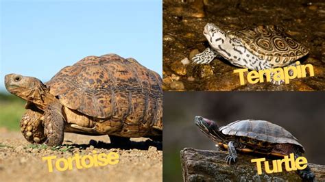 Turtle vs. Tortoise vs. Terrapin [Difference Chart] – The Turtle Hub