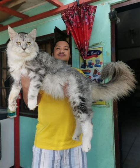 Unique Breed of Cat in Negros Occidental Captivates Netizens